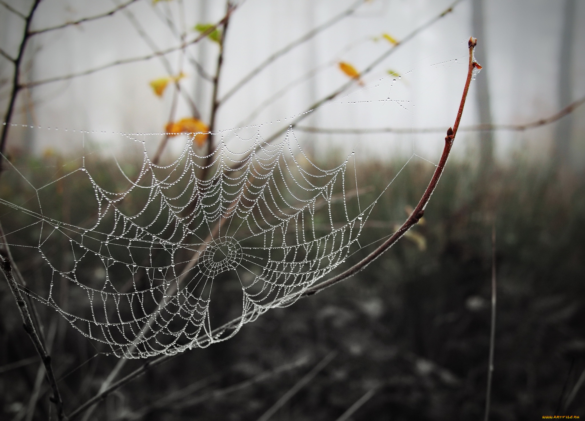 �������, �����, �������